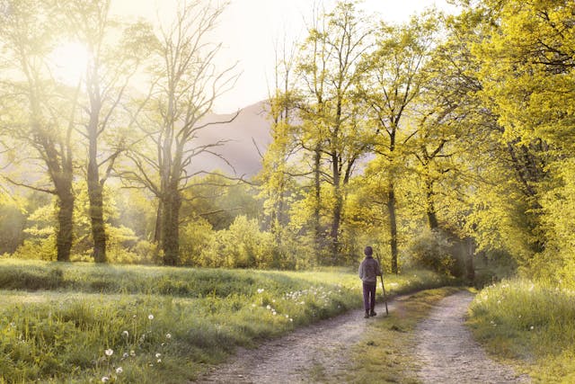 Person practicing walking meditation on a forest path in the morning sunlight, surrounded by trees and fresh greenery.